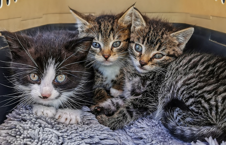 group of kittens